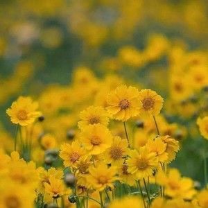 Meet your Posher, Biengoiteneml13